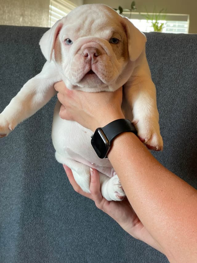 Bulldog Puppies media 5