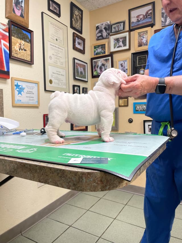 Bulldog Puppies media 8