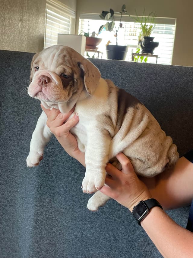 Bulldog Puppies media 10