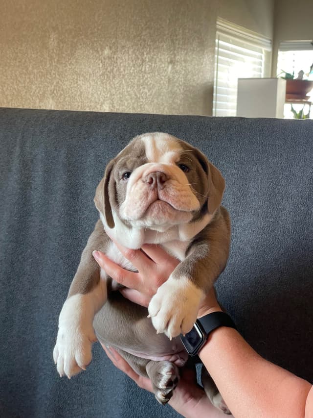 Bulldog Puppies media 6