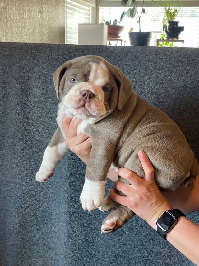 Bulldog Puppies media 9
