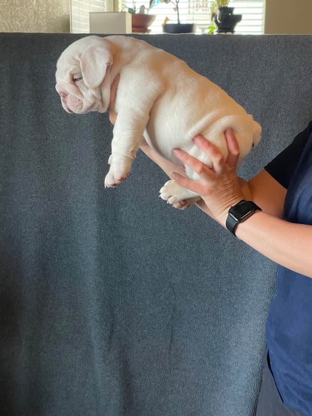 Bulldog Puppies media 11
