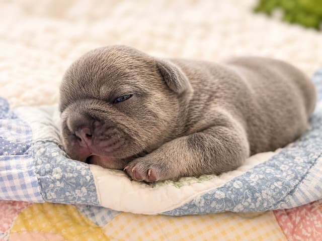 French Bulldog Puppies media 3