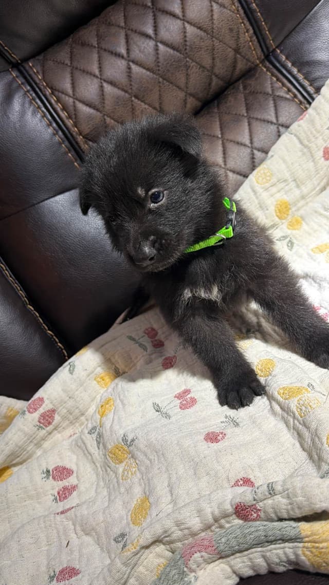 German Shepherd Dog Puppies media 2
