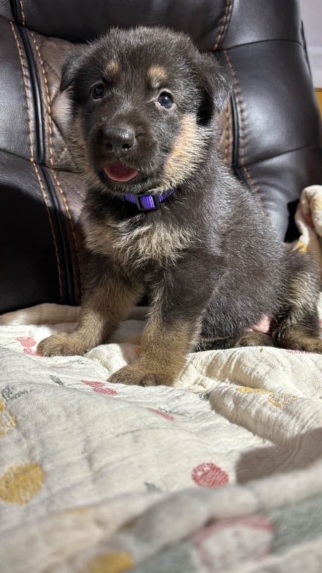German Shepherd Dog Puppies media 5