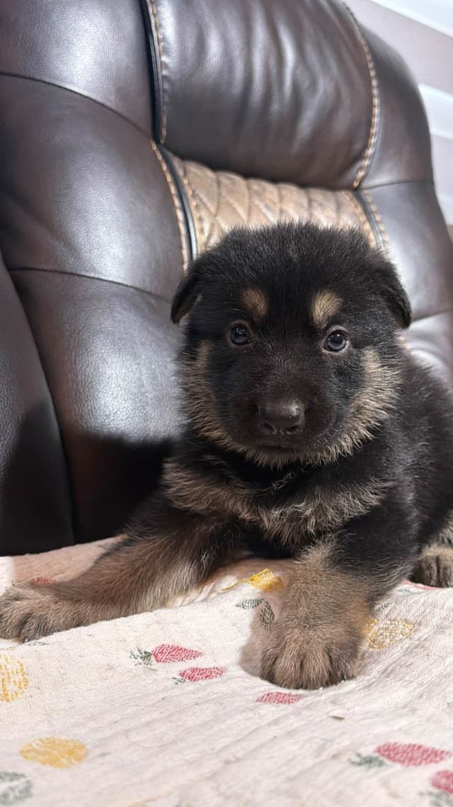 German Shepherd Dog Puppies media 3