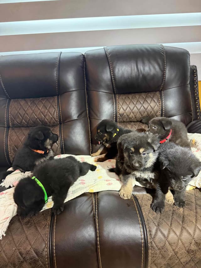 German Shepherd Dog Puppies media 6