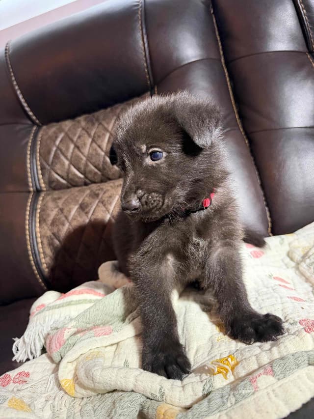 German Shepherd Dog Puppies media 7