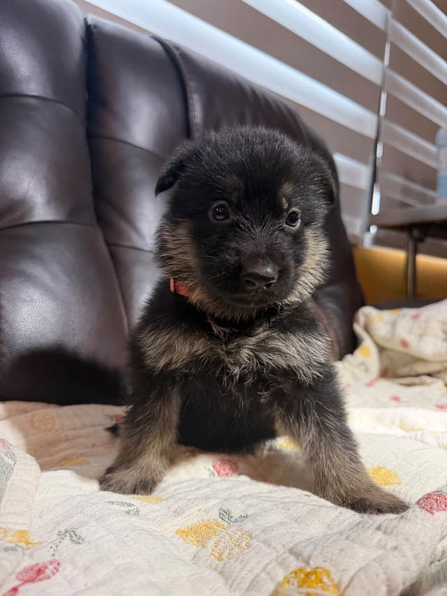 German Shepherd Dog Puppies media 8
