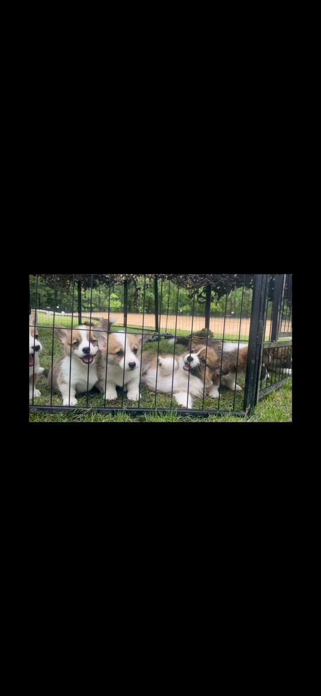AKC Pembroke Welsh Corgi Puppies - Vet Checked and Socialized - GA media 2