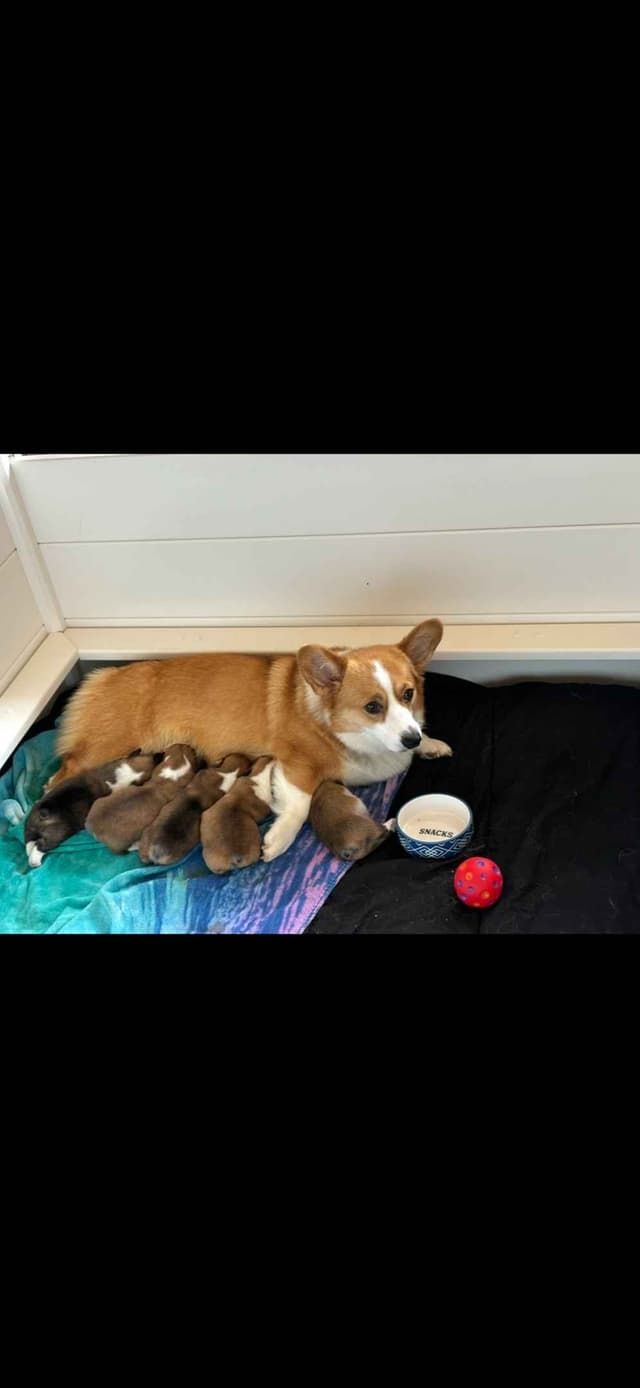 AKC Pembroke Welsh Corgi Puppies - Vet Checked and Socialized - GA media 3