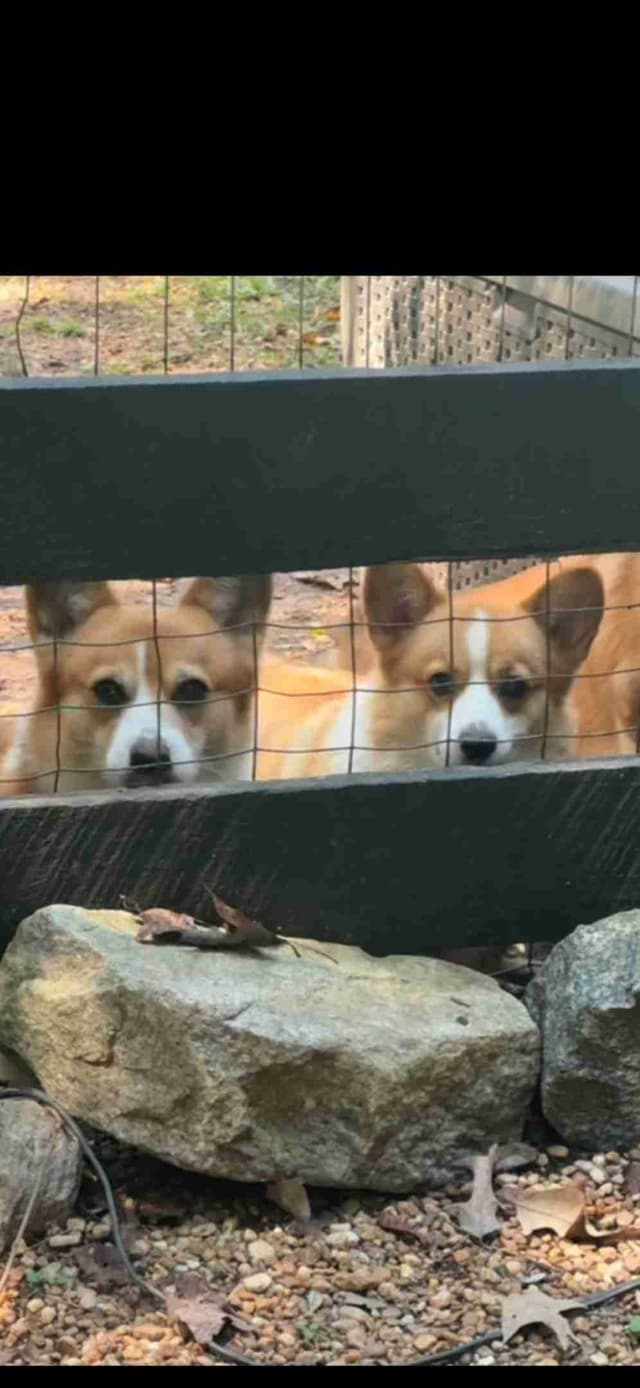 AKC Pembroke Welsh Corgi Puppies - Vet Checked and Socialized - GA media 4