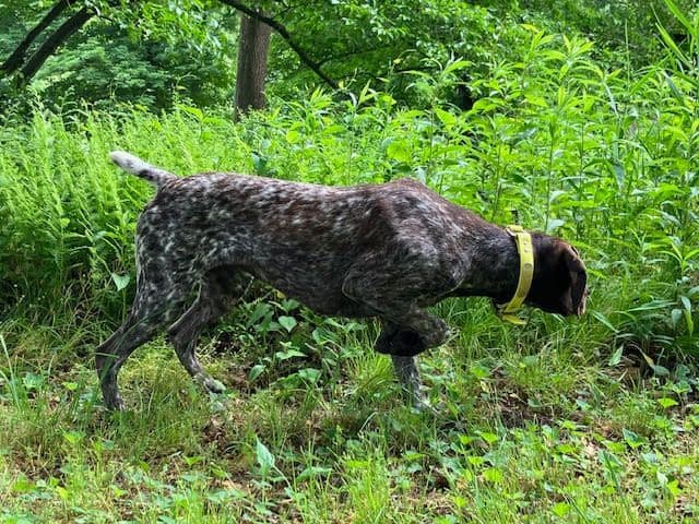 GERMAN SHORTHAIRED POINTER PUPPIES media 13