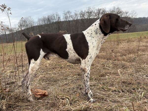 GERMAN SHORTHAIRED POINTER PUPPIES media 14