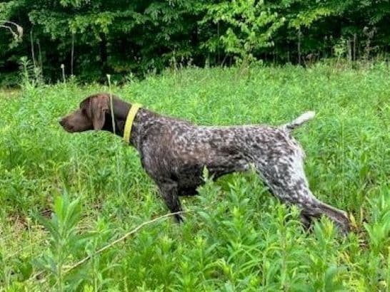 GERMAN SHORTHAIRED POINTER PUPPIES media 15