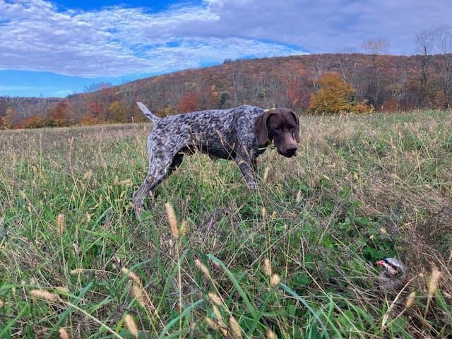 GERMAN SHORTHAIRED POINTER PUPPIES media 27