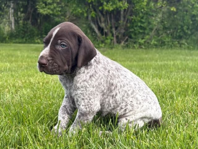 GERMAN SHORTHAIRED POINTER PUPPIES media 6