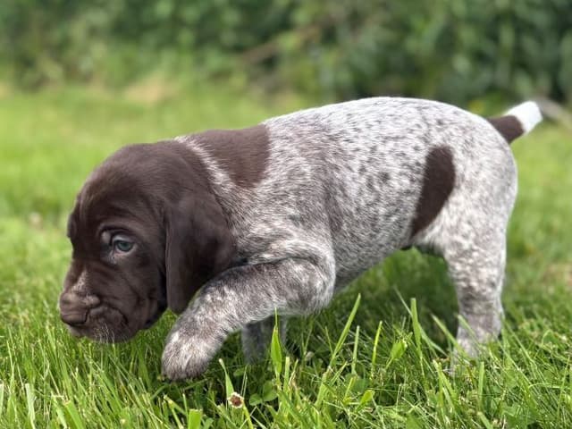 GERMAN SHORTHAIRED POINTER PUPPIES media 7