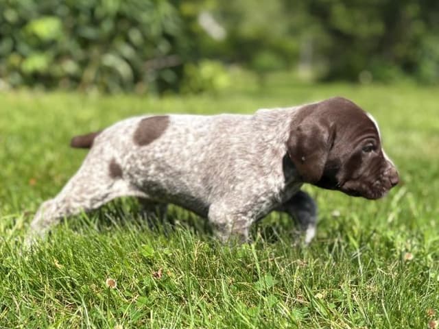 GERMAN SHORTHAIRED POINTER PUPPIES media 8