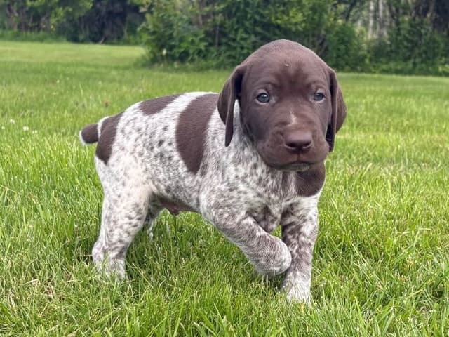 GERMAN SHORTHAIRED POINTER PUPPIES media 4
