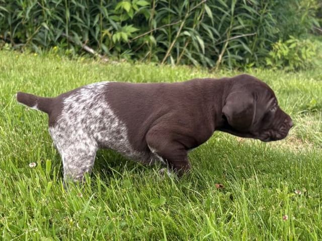 GERMAN SHORTHAIRED POINTER PUPPIES media 5