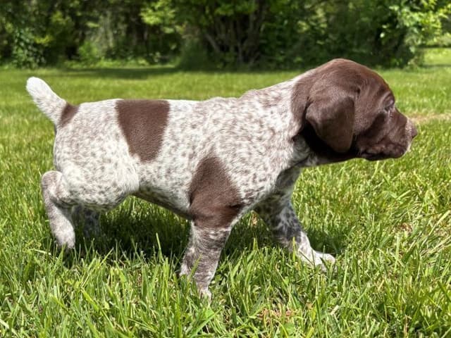 GERMAN SHORTHAIRED POINTER PUPPIES media 10