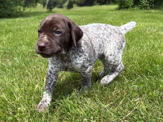 GERMAN SHORTHAIRED POINTER PUPPIES media 12