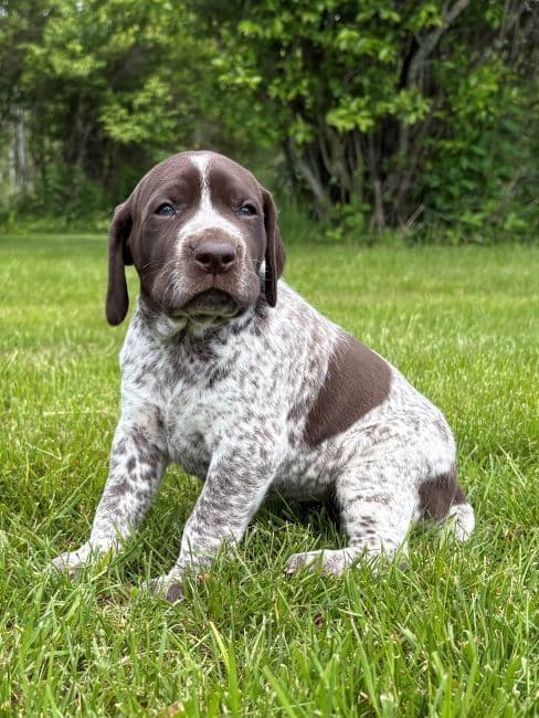 GERMAN SHORTHAIRED POINTER PUPPIES media 11