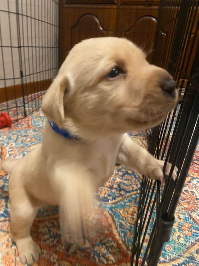 Labrador Retriever Puppies media 2
