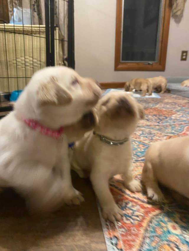 Labrador Retriever Puppies media 3
