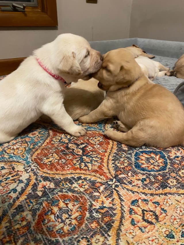 Labrador Retriever Puppies media 6