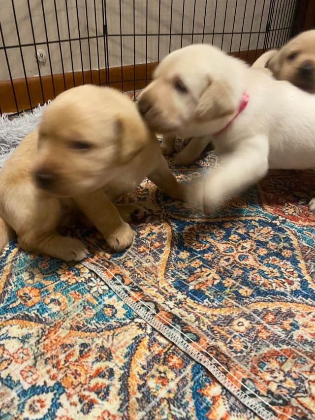 Labrador Retriever Puppies media 5