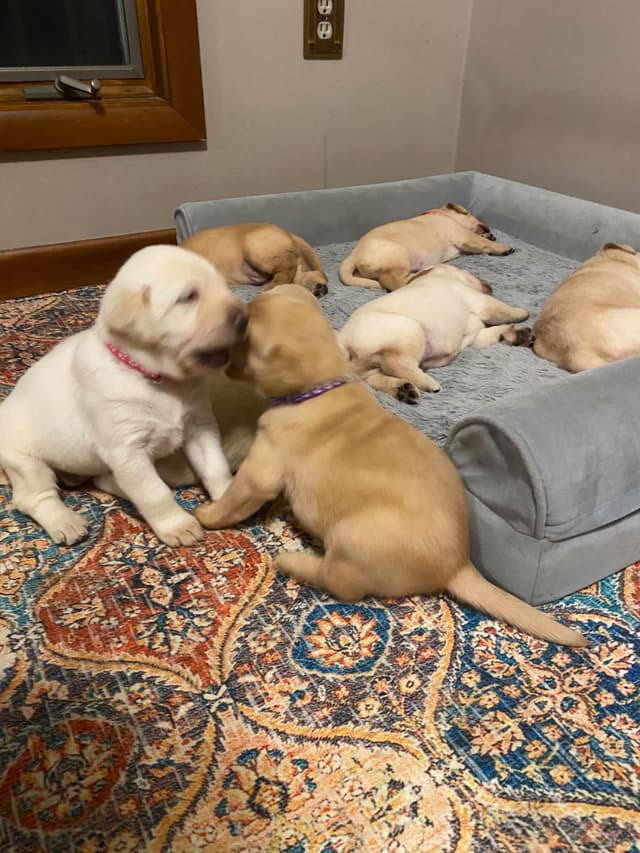 Labrador Retriever Puppies media 4
