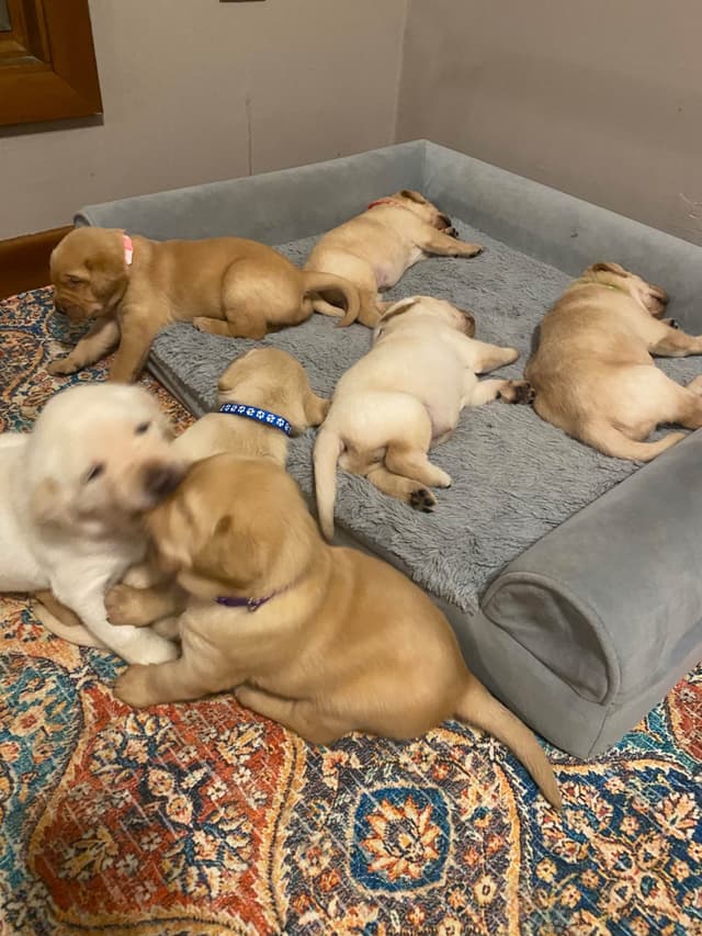 Labrador Retriever Puppies media 9
