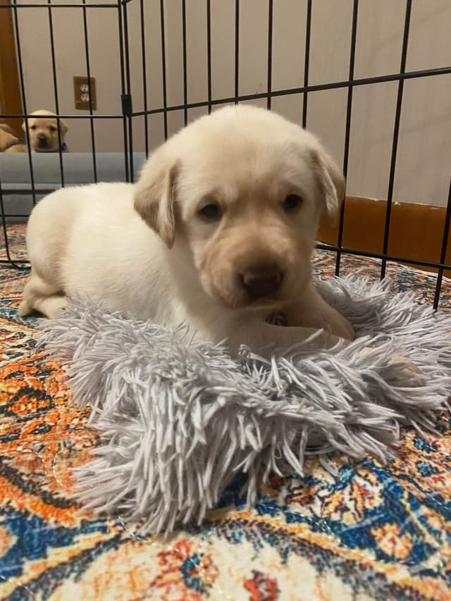 Labrador Retriever Puppies media 7