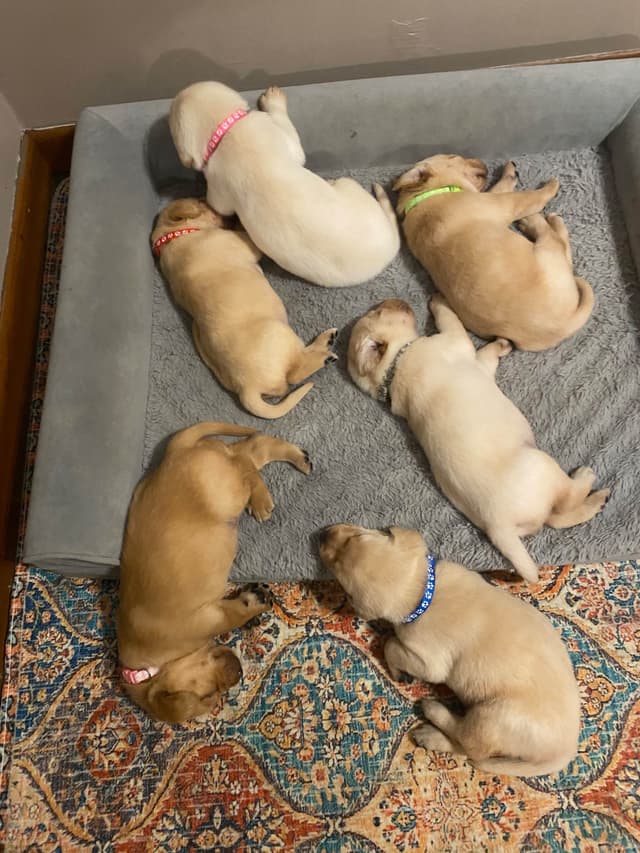 Labrador Retriever Puppies media 8