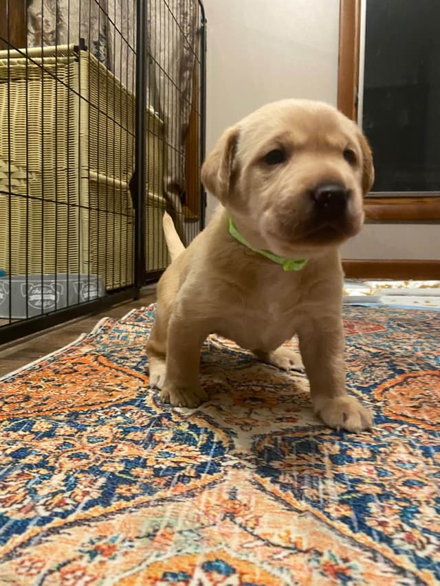Labrador Retriever Puppies media 10