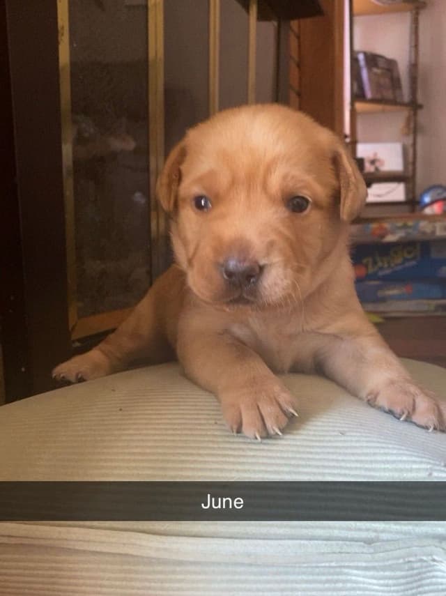 Labrador Retriever Puppies media 19
