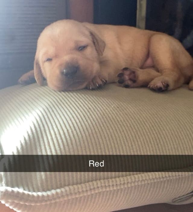 Labrador Retriever Puppies media 13
