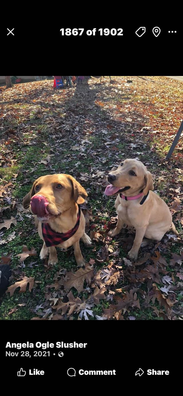 Labrador Retriever Puppies media 16