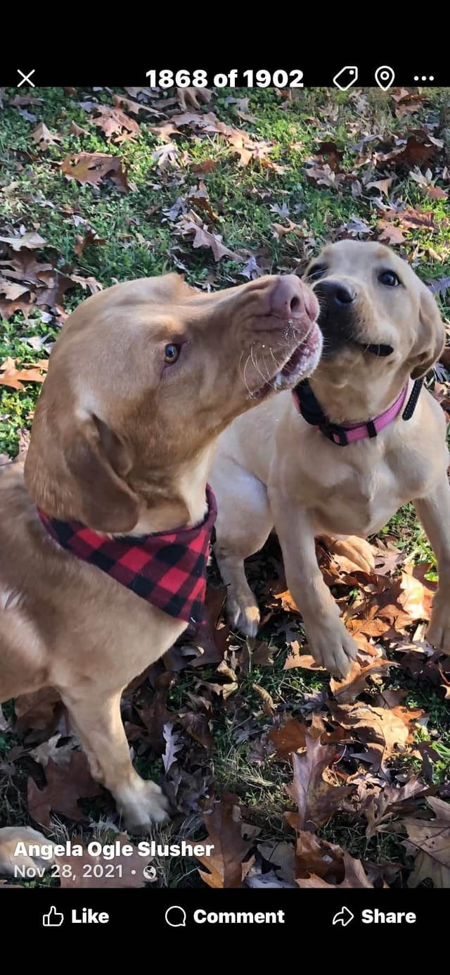 Labrador Retriever Puppies media 17