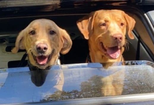 Labrador Retriever Puppies media 18