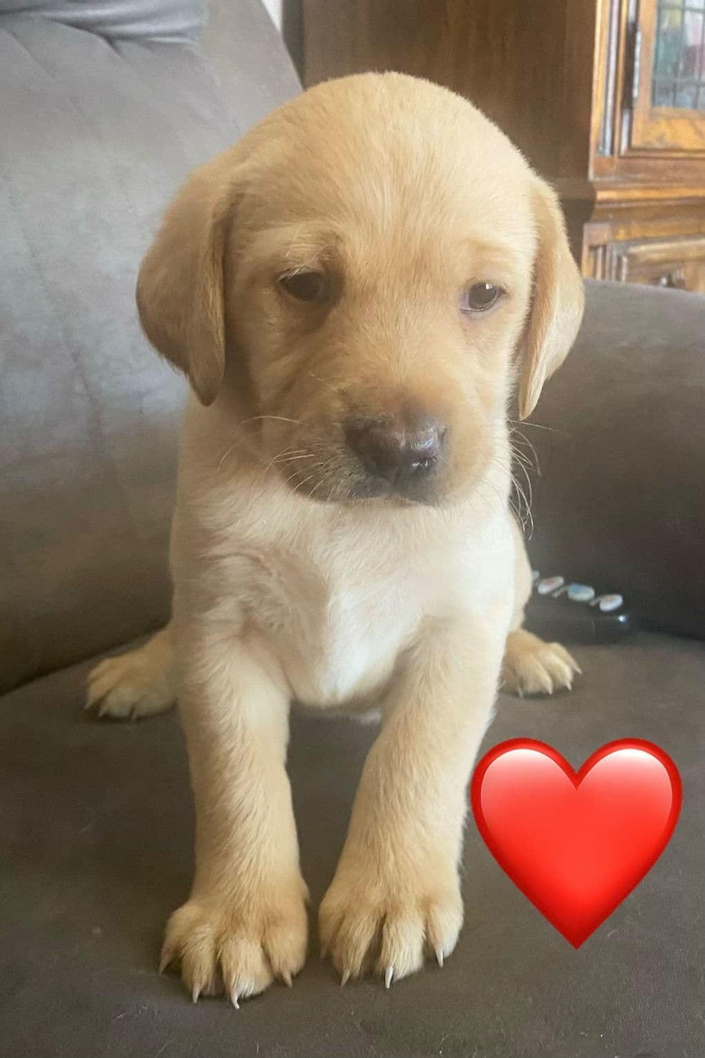 Labrador Retriever Puppies breeder image 1