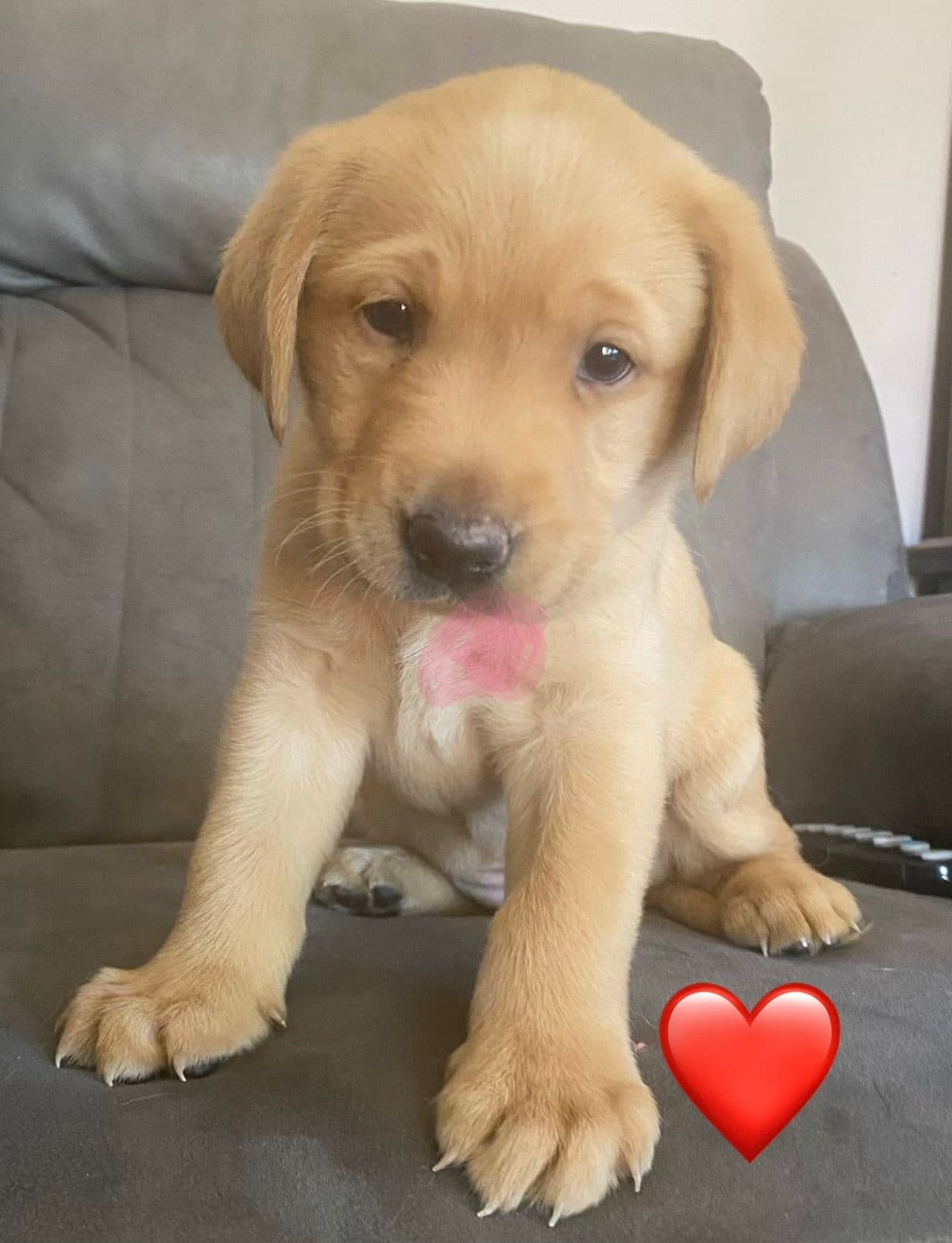Labrador Retriever Puppies breeder image 4