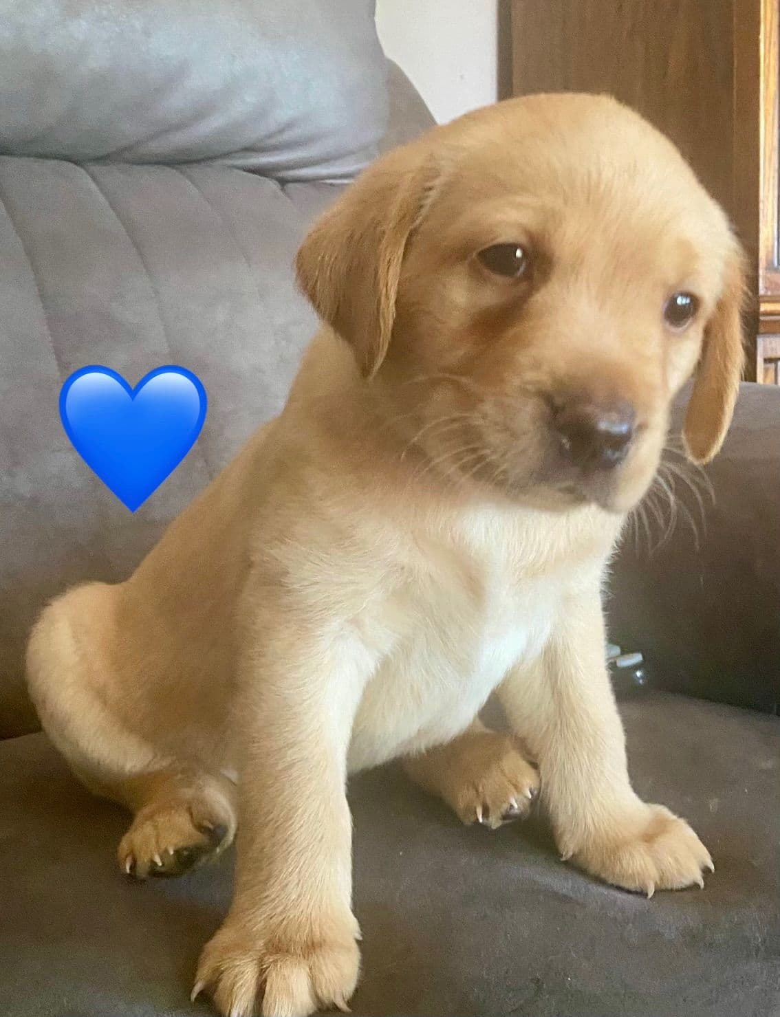 Labrador Retriever Puppies breeder image 5