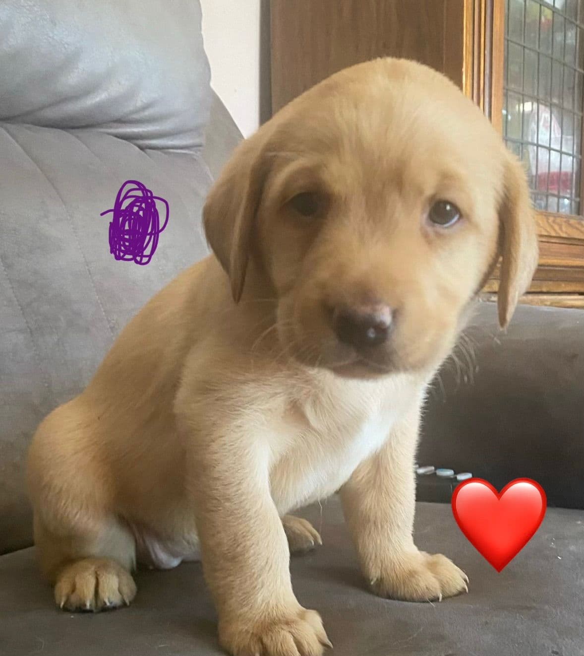 Labrador Retriever Puppies breeder image 7