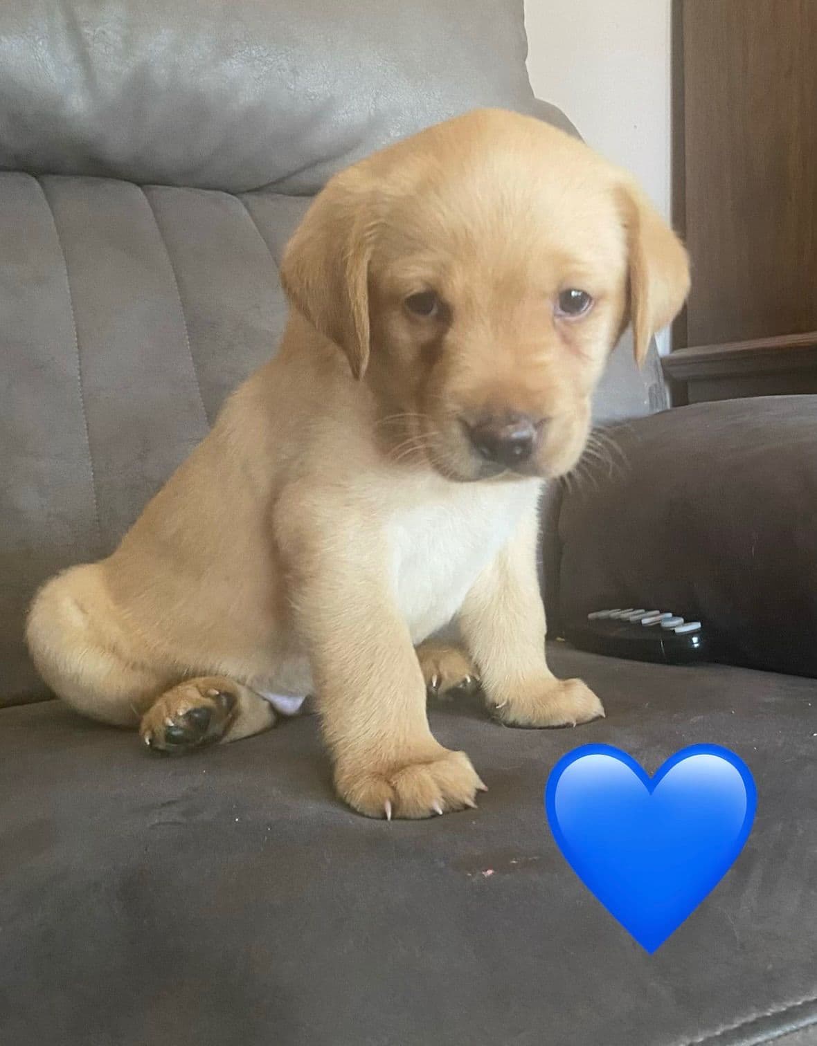 Labrador Retriever Puppies breeder image 6
