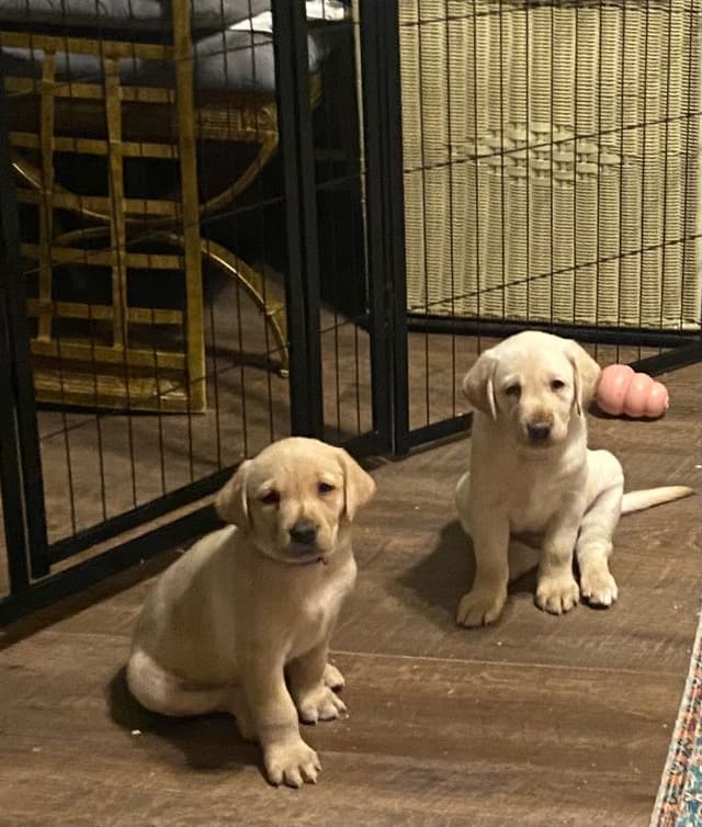 Labrador Retriever Puppies media 20