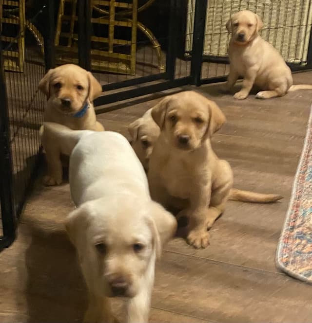 Labrador Retriever Puppies media 22