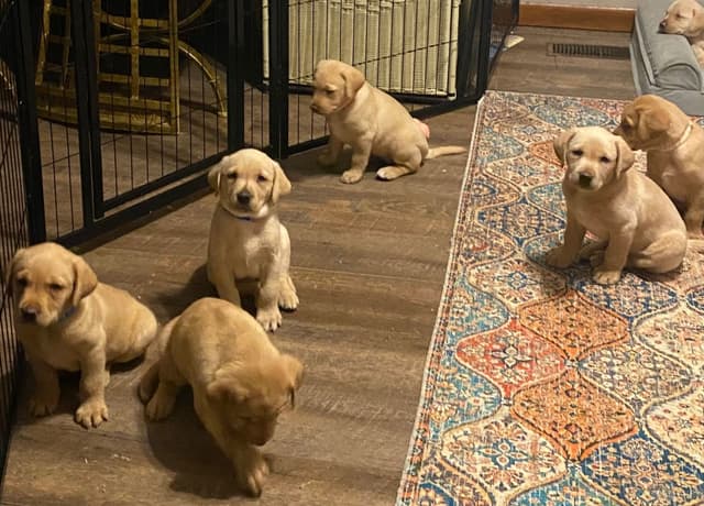 Labrador Retriever Puppies media 23